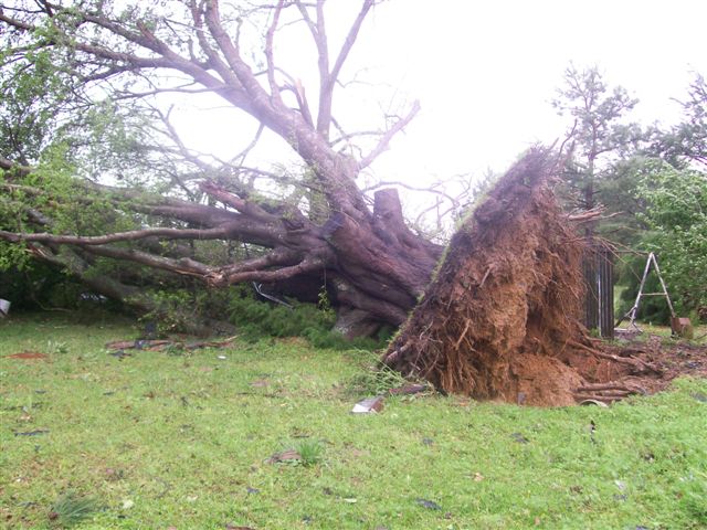 Large tree pushed over, taking large chunk of ground with its roots.